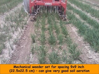 Pakistan: rice crop planted in dry soil with
SRI practices adapted to mechanization:
average number of tillers = 90 @ 71 d...