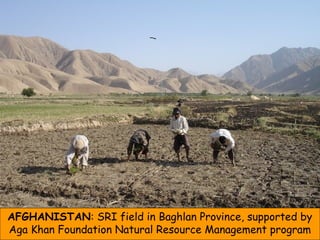 AFGHANISTAN: SRI field in Baghlan Province, supported by
Aga Khan Foundation Natural Resource Management program
 