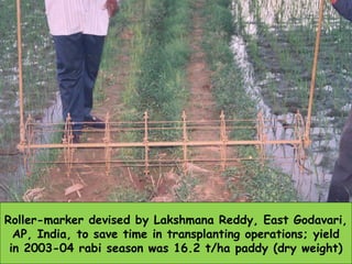 Roller-marker devised by Lakshmana Reddy, East Godavari,
AP, India, to save time in transplanting operations; yield
in 200...