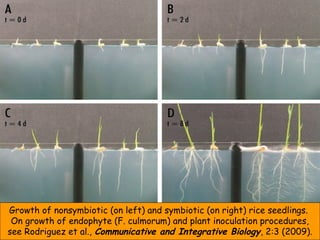 Growth of nonsymbiotic (on left) and symbiotic (on right) rice seedlings.
On growth of endophyte (F. culmorum) and plant i...