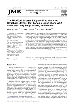 The UAA/GAN Internal Loop Motif: A New RNA
Structural Element that Forms a Cross-strand AAA
Stack and Long-range Tertiary Interactions
Jung C. Lee1,2
, Robin R. Gutell1,2
⁎ and Rick Russell1,3
⁎
1
The Institute for Cellular and
Molecular Biology,
The University of Texas at
Austin, 1 University Station
A4800, Austin,
TX 78712-0159, USA
2
Section of Integrative Biology,
The University of Texas at
Austin, 1 University Station
A4800, Austin,
TX 78712-0159, USA
3
Department of Chemistry and
Biochemistry, The University of
Texas at Austin, 1 University
Station A4800, Austin,
TX 78712-0159, USA
Analysis of aligned RNA sequences and high-resolution crystal structures
has revealed a new RNA structural element, termed the UAA/GAN motif.
Found in internal loops of the 23 S rRNA, as well as in RNase P RNA and
group I and II introns, this six-nucleotide motif adopts a distinctive local
structure that includes two base-pairs with non-canonical conformations
and three conserved adenine bases, which form a cross-strand AAA stack in
the minor groove. Most importantly, the motif invariably forms long-range
tertiary contacts, as the AAA stack typically forms A-minor interactions and
the flipped-out N nucleotide forms additional contacts that are specific to
the structural context of each loop. The widespread presence of this motif
and its propensity to form long-range contacts suggest that it plays a critical
role in defining the architectures of structured RNAs.
© 2006 Elsevier Ltd. All rights reserved.
*Corresponding authors
Keywords: RNA structural motif; long-range RNA tertiary interaction;
comparative sequence analysis; base pair conformation; evolution
Introduction
The higher-order structure of RNA is composed of
a set of helices and loops that are connected by
tertiary interactions to form the three-dimensional
structure. Many of these tertiary interactions are
formed by structural “motifs”, modules of structure
that repeat in multiple places and in multiple
RNAs.1 Thus, identifying and characterizing these
motifs and their contact partners are crucial for
understanding and ultimately predicting higher-
order RNA structures.
Two types of analysis provide powerful and com-
plementary information in defining structural motifs
and contacts. Comparative sequence analysis, which
identifies similar structures in a set of functionally
equivalent RNA sequences, accurately predicted
nearly all of the base-pairs within the 16 S and 23 S
rRNA secondary structures,2–4 and it has been used
to identify biases in the distribution of nucleotides
within structured RNAs and to delineate several
motifs and tertiary contacts.5–10 One of the most
pronounced biases is the preponderance of adeno-
sine nucleotides that are unpaired in the secondary
structure. In these rRNAs, as well as in the group I
introns, the ratio of unpaired to paired adenosine
bases is nearly two, whereas analogous ratios for the
other three nucleotides are much less than one.11,12
Consistent with this bias, several of the motifs that
have been identified in unpaired regions of the
secondary structure have a high frequency of
adenosine bases.5,7,9,10,13 A second approach has
been introduced more recently by the solution of
high-resolution crystal structures of large RNAs.
These structures, which provide snapshots of RNAs
and the conformations of their components with
unparalleled precision, have been used to identify
and characterize several structural motifs,14–16 as
well as to classify the tremendous diversity of base-
pair conformations found in structured RNAs.17
Although the two types of analysis have been
used independently with great success, they can be
even more powerful when combined. Crystal
structures can provide high-resolution views of the
motifs and contacts within an RNA but dynamics of
the molecule are not visible, nor is it possible to
determine the relative energetic contributions of the
E-mail addresses of the corresponding authors:
robin.gutell@mail.utexas.edu; rick_russell@mail.utexas.edu
doi:10.1016/j.jmb.2006.05.066 J. Mol. Biol. (2006) 360, 978–988
0022-2836/$ - see front matter © 2006 Elsevier Ltd. All rights reserved.
 