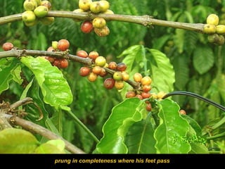 prung in completeness where his feet pass

 