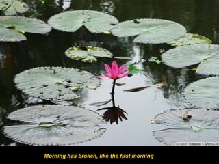 Morning has broken, like the first morning

 