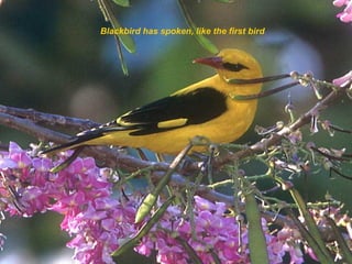 Blackbird has spoken, like the first bird

 