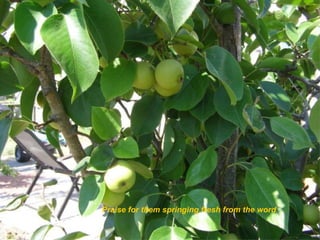 Praise for them springing fresh from the word

 