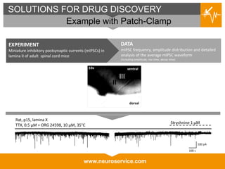 www.neuroservice.com
SOLUTIONS FOR DRUG DISCOVERY
Example with Patch-Clamp
CHOLINERGIC RECEPTOR-MEDIATED INCREASE
OF CA1 PYRAMIDAL NEURONS FIRING
CARBACHOL &
PIRENZEPINE
EXPERIMENT
Miniature inhibitory postsynaptic currents (mIPSCs) in
lamina II of adult spinal cord mice
DATA
mIPSC frequency, amplitude distribution and detailed
analysis of the average mIPSC waveform
(including amplitude, rise time, decay time)
100 pA
100 s
Strychnine 1 µM
Rat, p15, lamina X
TTX, 0.5 µM + ORG 24598, 10 µM, 35°C
dorsal
ventral
II
III
10x
 