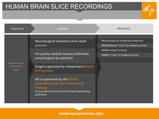www.neuroservice.com
HUMAN BRAIN SLICE RECORDINGS
STRUCTURE MATERIAL PROTOCOLS
Neurons passive membrane properties
AMPA/kainate “minis” or evoked-currents
NMDA evoked-currents
GABAA “minis” or evoked-currents
…
Small areas of
cortical brain
tissue
Neurosurgical resections from adult
patients
For purely medical reasons (informed
consent given by patients)
Surgery approved by independent Board
of Physicians
All is supervised by the Ethical
Committee from the University of
Freiburg
(in accordance with both national and international
guidelines)
 