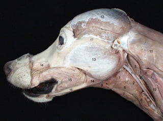 anatomía canina