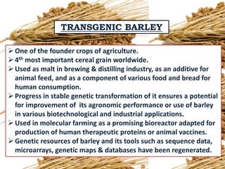 Transgenic barley | PPTX
