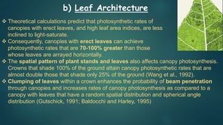  Theoretical calculations predict that photosynthetic rates of
canopies with erect leaves, and high leaf area indices, are less
inclined to light-saturate.
 Consequently, canopies with erect leaves can achieve
photosynthetic rates that are 70-100% greater than those
whose leaves are arrayed horizontally.
 The spatial pattern of plant stands and leaves also affects canopy photosynthesis.
Crowns that shade 100% of the ground attain canopy photosynthetic rates that are
almost double those that shade only 25% of the ground (Wang et al., 1992).
 Clumping of leaves within a crown enhances the probability of beam penetration
through canopies and increases rates of canopy photosynthesis as compared to a
canopy with leaves that have a random spatial distribution and spherical angle
distribution (Gutschick, 1991; Baldocchi and Harley, 1995)
b) Leaf Architecture
 