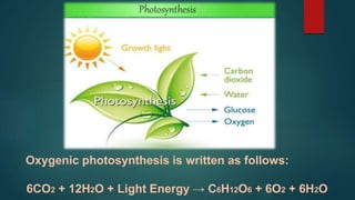 Oxygenic photosynthesis is written as follows:
6CO2 + 12H2O + Light Energy → C6H12O6 + 6O2 + 6H2O
 