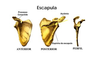 Escapula
Processo
Coracóide                 Acrômio




                   Espinha da escapula

ANTERIOR     POSTERIOR                   PERFIL
 