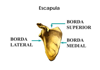 Escapula

                     BORDA
                     SUPERIOR

BORDA                BORDA
LATERAL              MEDIAL
 