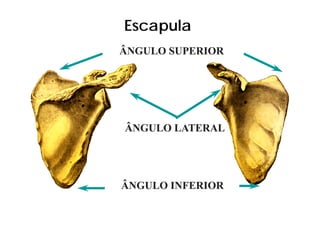 Escapula
ÂNGULO SUPERIOR




ÂNGULO LATERAL




ÂNGULO INFERIOR
 