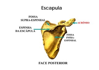 Escapula
      FOSSA
  SUPRA-
  SUPRA-ESPINHAL
                                     ACRÔMIO

  ESPINHA
DA ESCÁPULA
                            FOSSA
                           INFRA-
                           INFRA-
                          ESPINHAL




              FACE POSTERIOR
 
