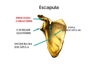 Escapula

PROCESSO
CORACÓIDE

                             FOSSA
 CAVIDADE                SUBESCAPULAR
 GLENÓIDE



INCISURA DA
ESCÁPULA
 SC U
 