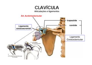 CLAVÍCULA
                  Articulações e ligamentos

    Art. Acrômioclavicular

                                              trapezóide

  Ligamento                                     conóide
coracoacromial



                                                Ligamento
                                              Coracoclavicular
 