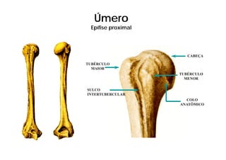 Úmero
 Epífise proximal
   ífi       i  l




                       CABEÇA

TUBÉRCULO
  MAIOR
                    TUBÉRCULO
                      MENOR


SULCO
INTERTUBERCULAR
                      COLO
                    ANATÔMICO
 