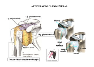 ARTICULAÇÃO GLENO-UMERAL
                                        GLENO-



                     Lig. coracoacromial
Lig.
Li coracoumeral
              l




                                    Lig. glenoumeral




                  Recesso axilar




 Tendão intracapsular do bíceps
 