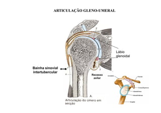 ARTICULAÇÃO GLENO-UMERAL
                        GLENO-




                                       Lábio
                                       glenoidal


Bainha sinovial
intertubercular
                          Recesso
                           axilar
 
