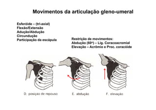 Movimentos da articulação gleno-umeral

Esferóide – (tri-axial)
Flexão/Extensão
Adução/Abdução
Circundução
Participação da escápula   Restrição de movimentos:
                           Abdução (60o) – Lig Coracoacromial
                                           Lig.
                           Elevação – Acrômio e Proc. coracóide
 