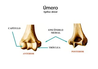 Úmero
                      Epífise distal
                        ífi di t l




CAPÍTULO
                          EPICÔNDILO
                            MEDIAL




                           TRÓCLEA
                                       POSTERIOR
           ANTERIOR
 