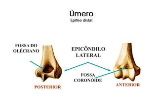 Úmero
                   Epífise distal




 FOSSA DO
OLÉCRANO           EPICÔNDILO
                    LATERAL


                       FOSSA
                     CORONÓIDE
                                    ANTERIOR
       POSTERIOR
 