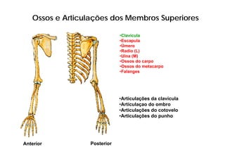 Ossos e Articulações dos Membros Superiores

                              •Clavícula
                              •Escapula
                              •Úmero
                               Ú
                              •Radio (L)
                              •Ulna (M)
                              •Ossos do carpo
                              •Ossos do metacarpo
                              •Falanges




                              •Articulações da clavícula
                               A ti l õ d l í l
                              •Articulaçao do ombro
                              •Articulações do cotovelo
                              •Articulações do punho




Anterior          Posterior
 