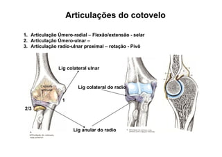 Articulações do cotovelo

1. Articulação Úmero-radial – Flexão/extensão - selar
2. Articulação Úmero-ulnar –
           ç
3. Articulação radio-ulnar proximal – rotação - Pivô



                   Lig colateral ulnar


       Capsula              Lig colateral do radio
       articular


                    1
2/3



                         Lig anular do radio
                           g
 