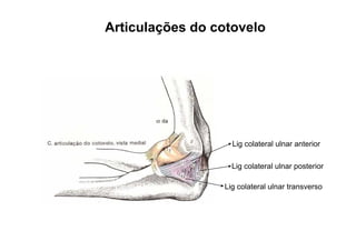 Articulações do cotovelo




                   Lig colateral ulnar anterior

                   Lig colateral ulnar posterior

                 Lig colateral ulnar transverso
 