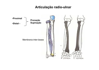 Articulação radio-ulnar


•Proximal
 Proximal
                   Pronação
•Distal -          Supinação




            Membrana inter-óssea
 