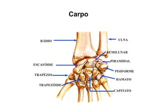 Carpo


   RÁDIO                   ULNA


                       SEMILUNAR

                        PIRAMIDAL
ESCAFÓIDE
                          PISIFORME
TRAPÉZIO
                          HAMATO
  TRAPEZÓIDE
                         CAPITATO
 