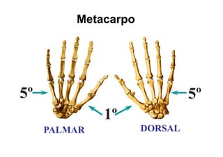 Metacarpo
                p




5
5º                            5
                              5º
              1
              1º
     PALMAR          DORSAL
 