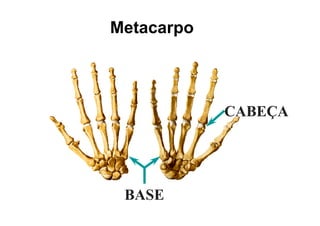 Metacarpo
       p



            CABEÇA




 BASE
 
