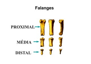 Falanges
                g



PROXIMAL


 MÉDIA

 DISTAL
 