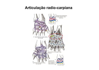 Articulação radio-carpiana
 