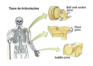 ossos e articulações dos membros inferiores