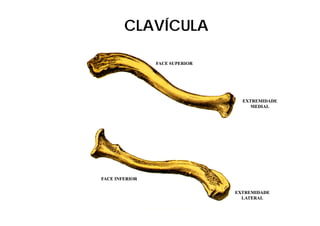 CLAVÍCULA

                FACE SUPERIOR




                                  EXTREMIDADE
                                     MEDIAL




FACE INFERIOR


                                EXTREMIDADE
                                  LATERAL
 