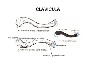 CLAVÍCULA




Face acromial   TUBÉRCULO CONÓIDE




                                                     Face esternal




                                    Impressão Lig costo-clavicular
 