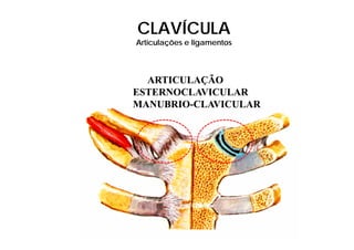 CLAVÍCULA
Articulações li
A ti l õ e ligamentos
                  t




  ARTICULAÇÃO
ESTERNOCLAVICULAR
MANUBRIO-
MANUBRIO-CLAVICULAR
 