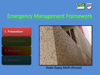 1. Prevention 
2. Preparedness 
3. Response 
4. Recovery 
Asian Gypsy Moth (Russia) 
 