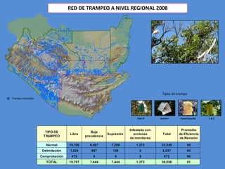 RED DE TRAMPEO A NIVEL REGIONAL 2008 
TIPO DE 
TRAMPEO 
Libre 
Baja 
prevalencia 
Supresión 
Infestada con 
acciones 
de monitoreo 
Tipos de trampa 
Total 
Promedio 
de Eficiencia 
de Revisión 
Normal 18,100 6,487 7,288 1,373 33,248 90 
Delimitación 1,224 957 156 0 2,337 93 
Comprobación 473 0 0 0 473 96 
TOTAL 19,797 7,444 7,444 1,373 36,058 91 
Trampa instalada 
Fase IV Jackson Panel Amarillo C & C 
 