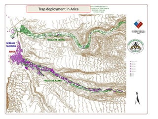 Trap deployment in Arica 
 