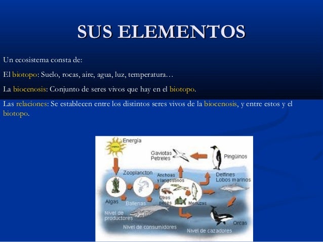 09 alicia los ecosistemas marinos