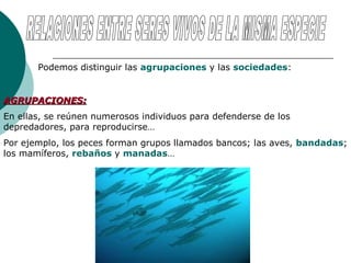 Podemos distinguir las agrupaciones y las sociedades:


AGRUPACIONES:
En ellas, se reúnen numerosos individuos para defenderse de los
depredadores, para reproducirse…
Por ejemplo, los peces forman grupos llamados bancos; las aves, bandadas;
los mamíferos, rebaños y manadas…
 