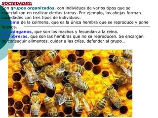 SOCIEDADES:
Son grupos organizados, con individuos de varios tipos que se
especializan en realizar ciertas tareas. Por ejemplo, las abejas forman
sociedades con tres tipos de individuos:
La reina de la colmena, que es la única hembra que se reproduce y pone
huevos.
Los zánganos, que son los machos y fecundan a la reina.
Las obreras, que son las hembras que no se reproducen. Se encargan
de conseguir alimentos, cuidar a las crías, defender al grupo…
 