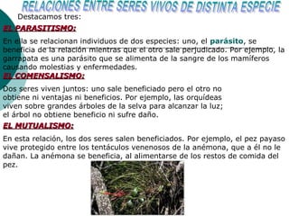 Destacamos tres:
EL PARASITISMO:
En ella se relacionan individuos de dos especies: uno, el parásito, se
beneficia de la relación mientras que el otro sale perjudicado. Por ejemplo, la
garrapata es una parásito que se alimenta de la sangre de los mamíferos
causando molestias y enfermedades.
EL COMENSALISMO:
Dos seres viven juntos: uno sale beneficiado pero el otro no
obtiene ni ventajas ni beneficios. Por ejemplo, las orquídeas
viven sobre grandes árboles de la selva para alcanzar la luz;
el árbol no obtiene beneficio ni sufre daño.
EL MUTUALISMO:
En esta relación, los dos seres salen beneficiados. Por ejemplo, el pez payaso
vive protegido entre los tentáculos venenosos de la anémona, que a él no le
dañan. La anémona se beneficia, al alimentarse de los restos de comida del
pez.
 