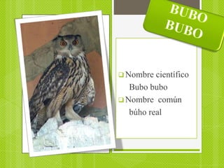  Nombre  científico
   Bubo bubo
 Nombre común
   búho real
 