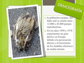    la población europea del
    búho real se estima entre
    12.000 y 42.000 parejas
    reproductoras.
   En los años 1950 y 1970
    experimento un gran
    declive en Europa
    debido a la persecución
    directa y al incremento
    de los tendidos eléctricos
    de media tensión.
 