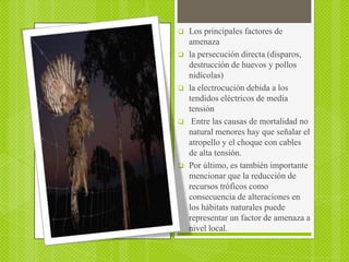    Los principales factores de
    amenaza
   la persecución directa (disparos,
    destrucción de huevos y pollos
    nidícolas)
   la electrocución debida a los
    tendidos eléctricos de media
    tensión
    Entre las causas de mortalidad no
    natural menores hay que señalar el
    atropello y el choque con cables
    de alta tensión.
   Por último, es también importante
    mencionar que la reducción de
    recursos tróficos como
    consecuencia de alteraciones en
    los hábitats naturales puede
    representar un factor de amenaza a
    nivel local.
 